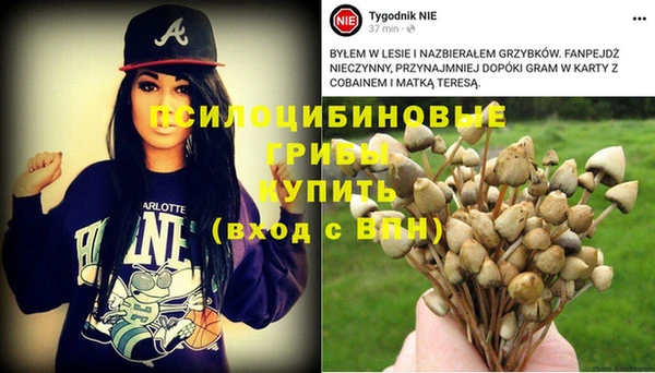 прущие грибы Верея